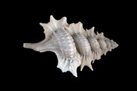 藏品(小翼法螺)的圖片